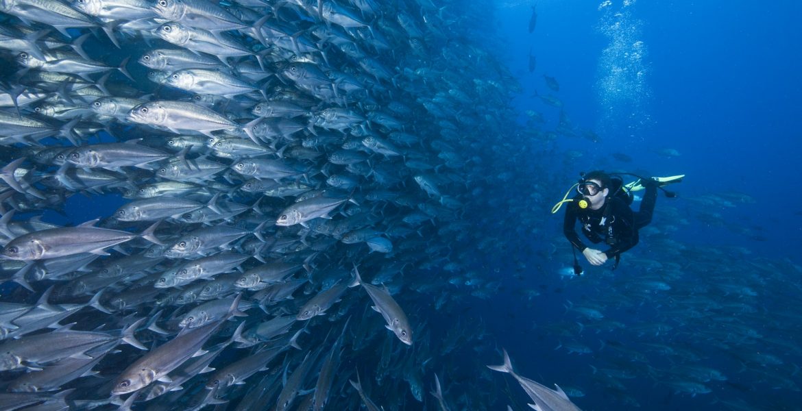 Scuba diver swimming past wall of Jacks, Cocos Island, Costa Rica